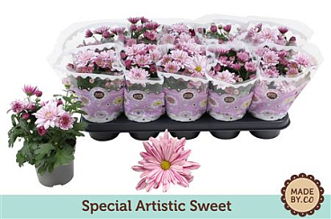 Chrys Special Rosy
