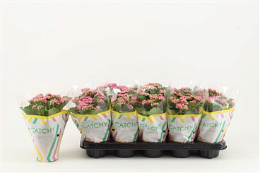 Kal Cal Pink