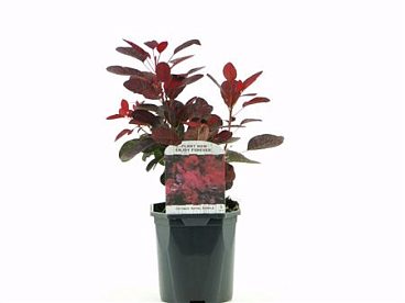 Cotinus Cog Royal Purple