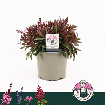 Gaura Lindheimeri Pink Gaudi