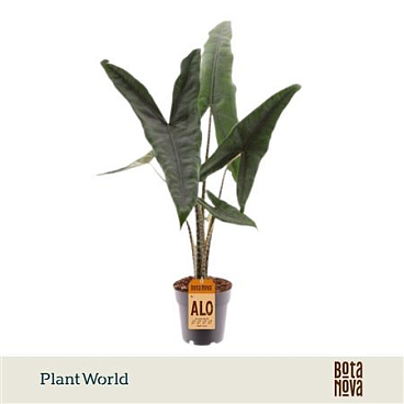 Alocasia Tigrina Superba