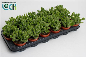 Cotyledon Ladismithiensis