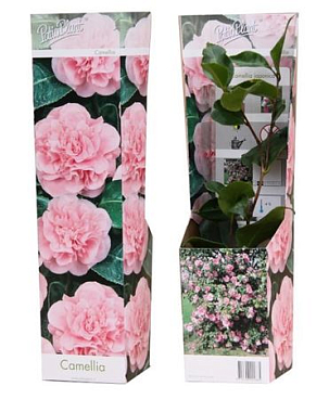 Camellia Pink
