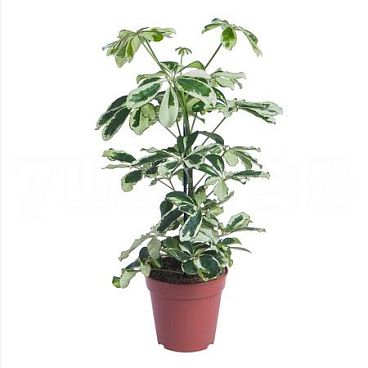 Шеффлера Шарлотта