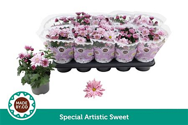 Chrys Special Rosy
