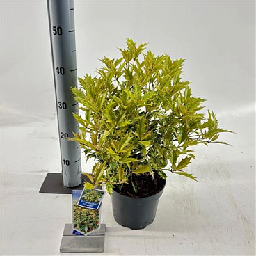 Osmanthus Heterophyllus Goshiki