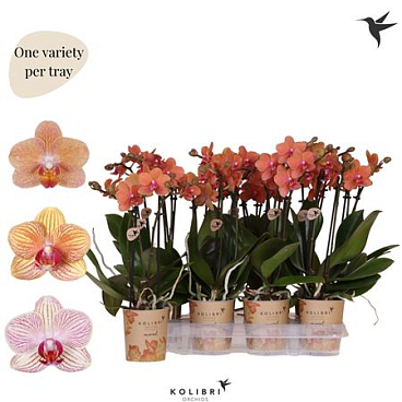 Phal Kolibri 2st Orchids Orange 22+ (ok)