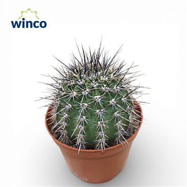 Lobivia Aurea Var. Fallax