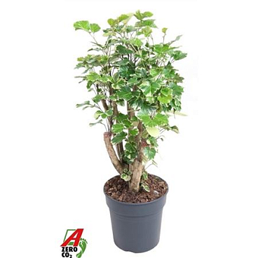 Polyscias Scutellaria Balfourii