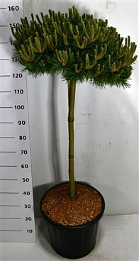 Pinus Dens Low Glow On Stem