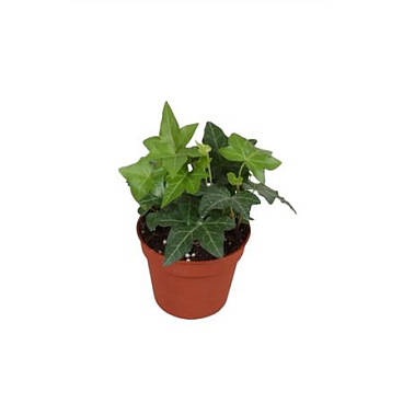 Hedera He Green