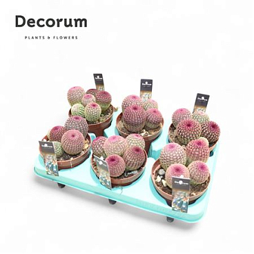 Echinocereus Rubrispinus (dec)