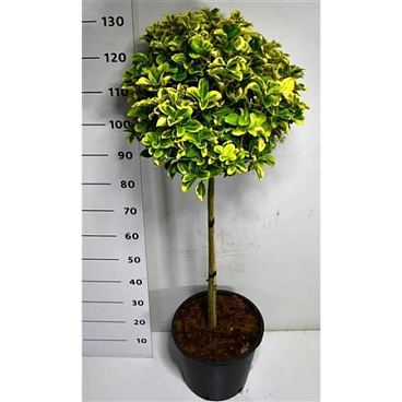 Euonymus Jap Aureus On Stem