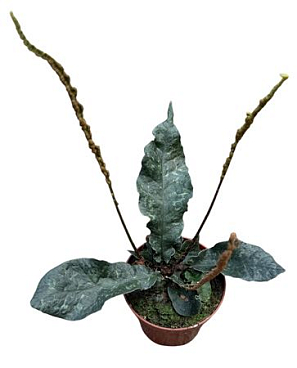 Tectaria Hilocarpa