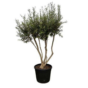 Olea Europaea Multi-stem