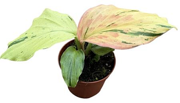 Kaempferia Pulchra Variegata