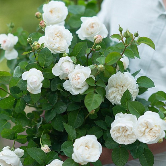 Роза чайно-гибридная Харт Джейд