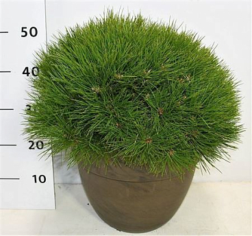 Pinus Nigra Pierrick Bregeon In Terra Cotta