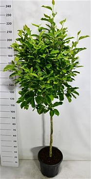 Magnolia Soulangeana On Stem