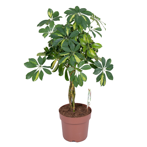 Шеффлера Голд Капелла переплетенная