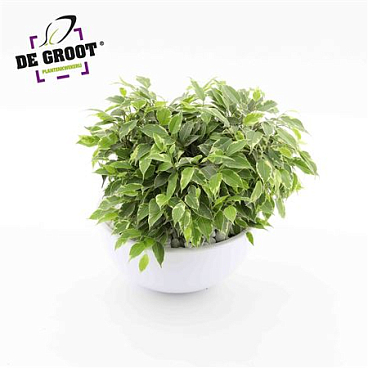 Ficus Kinky In Bowl