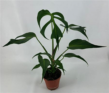 Monstera Burle Marx Flame