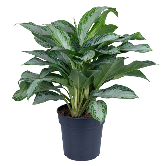 Аглаонема Сильвер Бэй