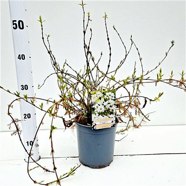 Deutzia Gracilis Nikko