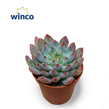 Pachyphyllum Bluebean
