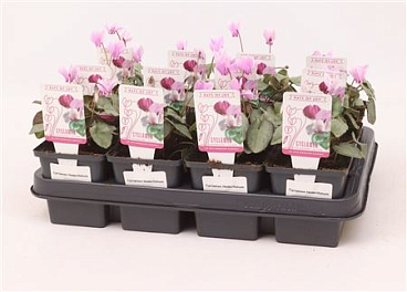 Cyclamen Hederifolium Light Pink
