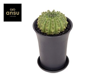 Gymno Cactus Spineless Xl
