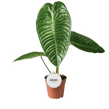 Anthurium Veitchii