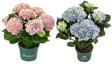 Hydrangea Ma Magical Revolution Mix 3+