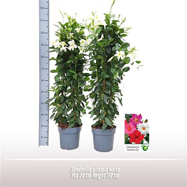 Mandevilla White Pyramid