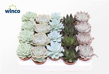 Echeveria Mix (5 Spc.)
