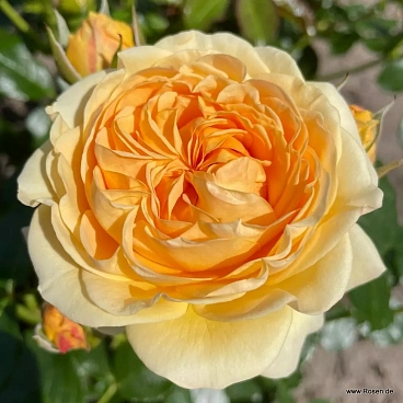 Роза флорибунда Спотлайт