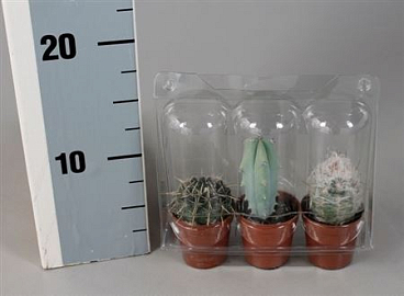 Cactus 5,5 Cm Mix In Blister(3x)