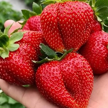 Земляника Мармелада