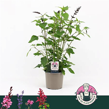 Salvia Guarantica Black And Lavender Pink