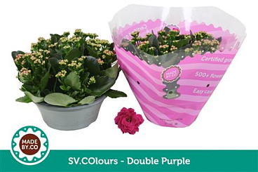 Kal Ros Purple In Bowl Sv.colour