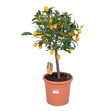 Цитрофортунелла Каламондин штамб