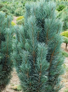 Сосна обыкновенная Фастигиата