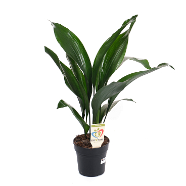 Аспидистра элатиор