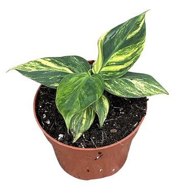 Musa Aurea