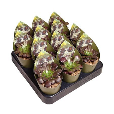 Aeonium Arboreum Atropurpureum Potcover