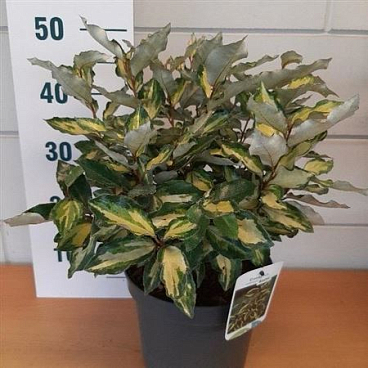 Elaeagnus Ebbingei Maryline