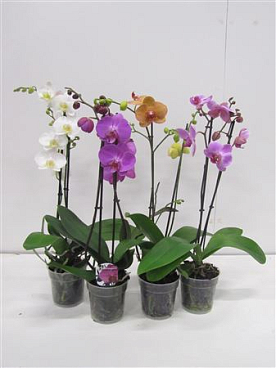 Phal Gem