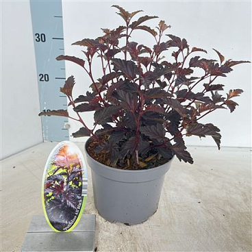 Physocarpus Op All Black