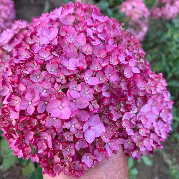 Гортензия древовидная Кандибелле Вайнегам