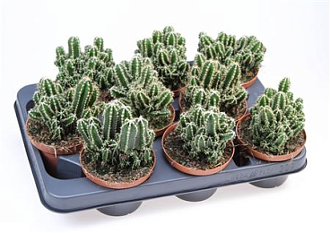 Cereus Paolina